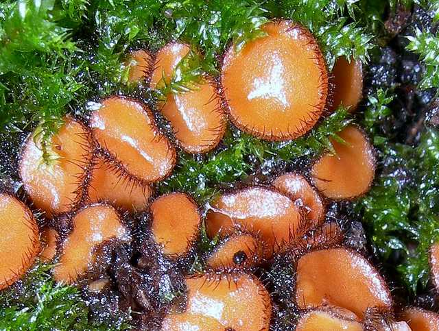 Funghi cittadini